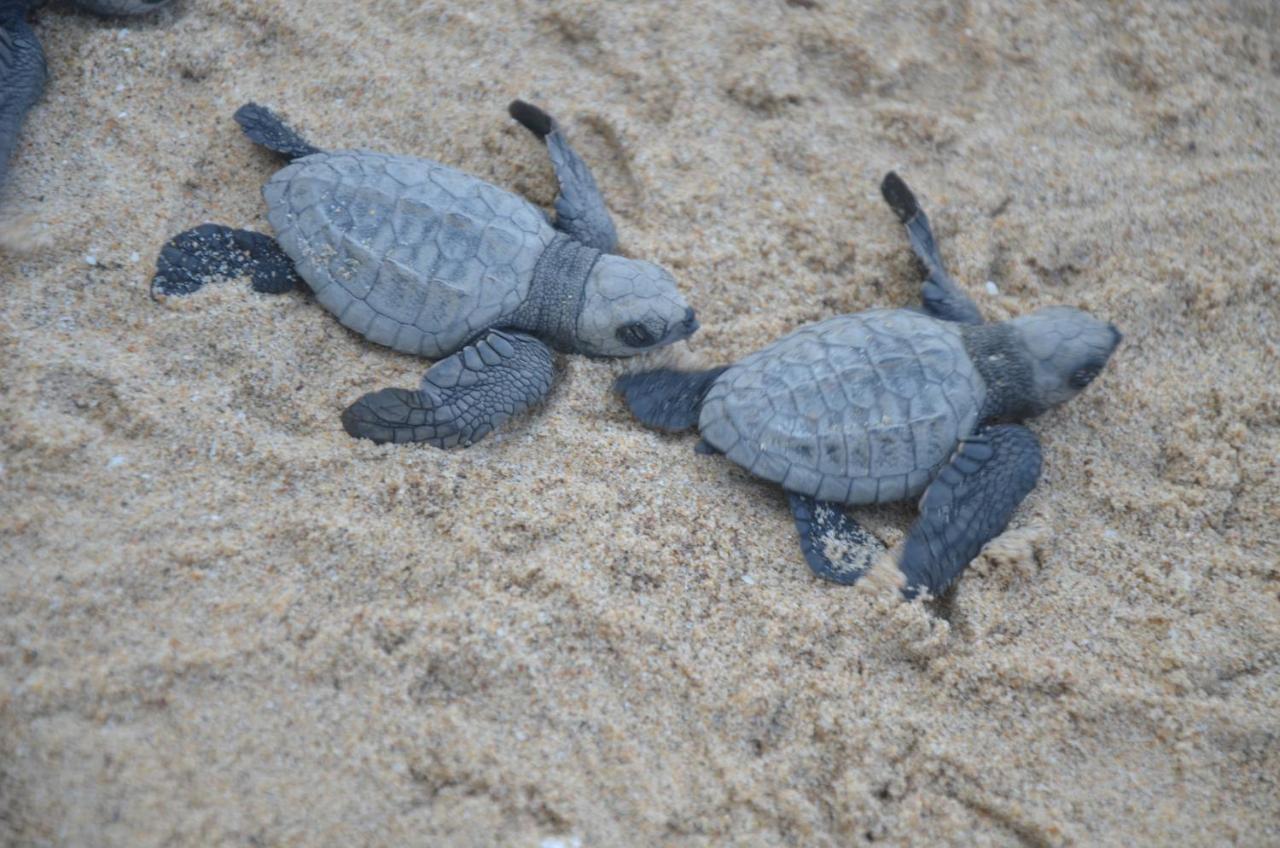 Turtle Beach House Vengurla Buitenkant foto