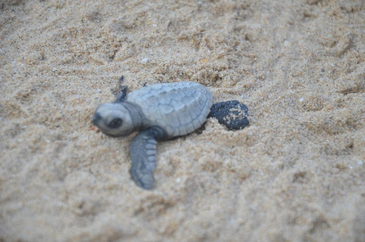 Turtle Beach House Vengurla Buitenkant foto